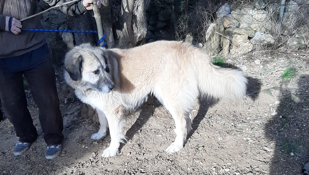 Amelie Mischlingshündin