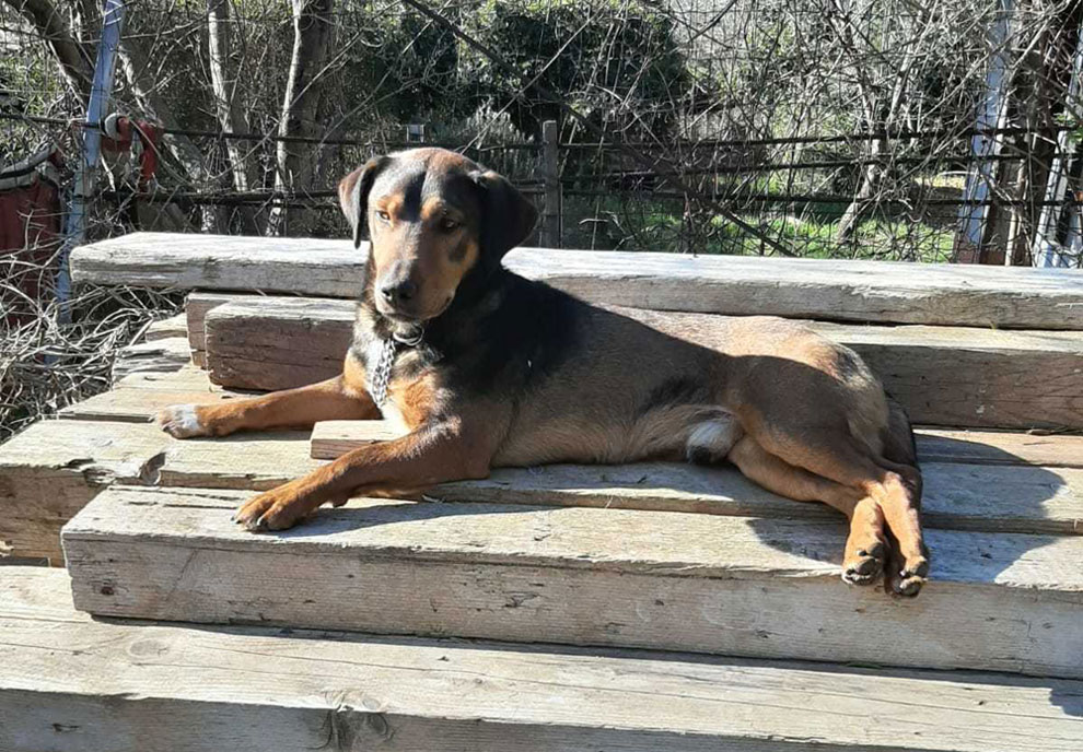 Buzo Bracken Mischling